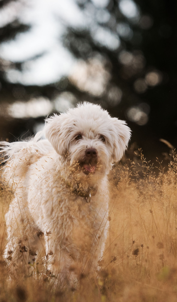 Белая пушистая породистая собака в траве