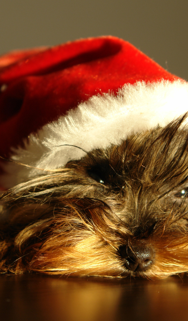 Йоркширский терьер в новогодней шапке 