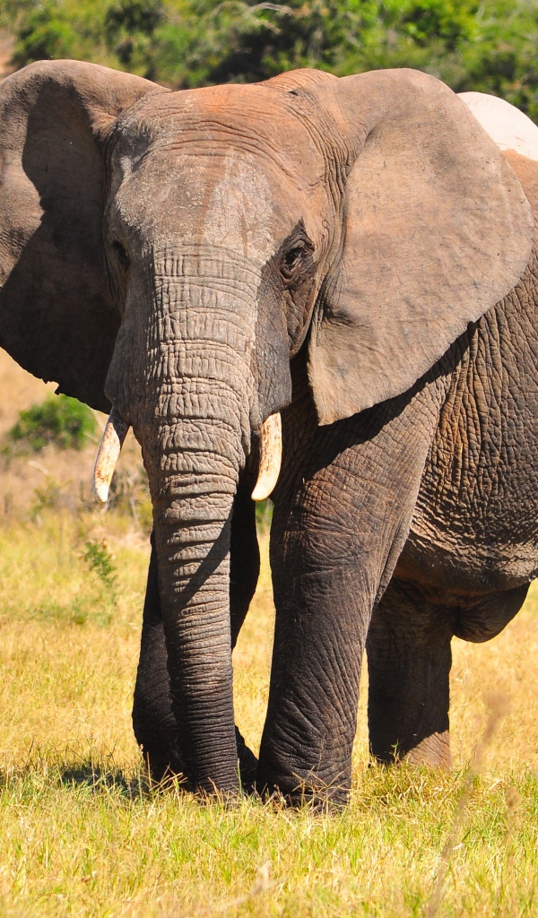 Большой серый кот идет по траве 