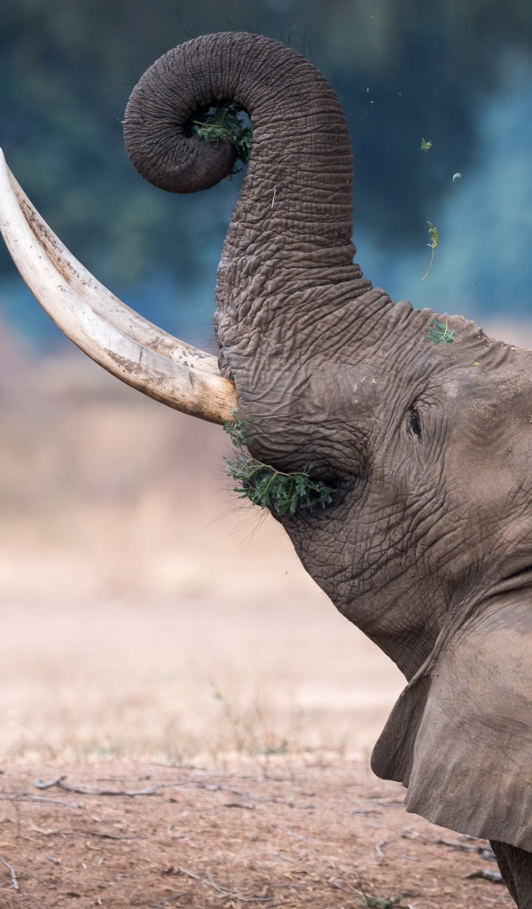 Серый слон с острыми бивнями ест траву