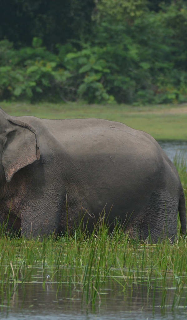 Серый слон стоит в воде с зеленой травой