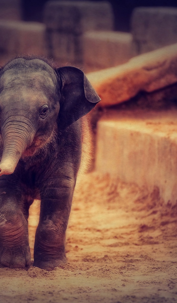 Маленький серый слоненок идет по песку 