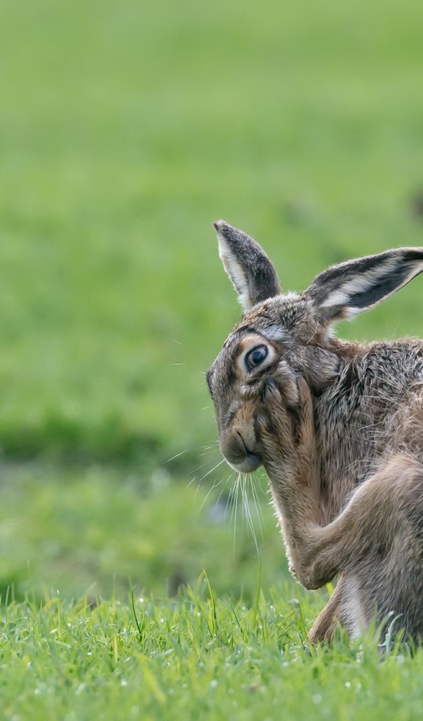 Большой серый заяц чешет лапу на зеленой траве