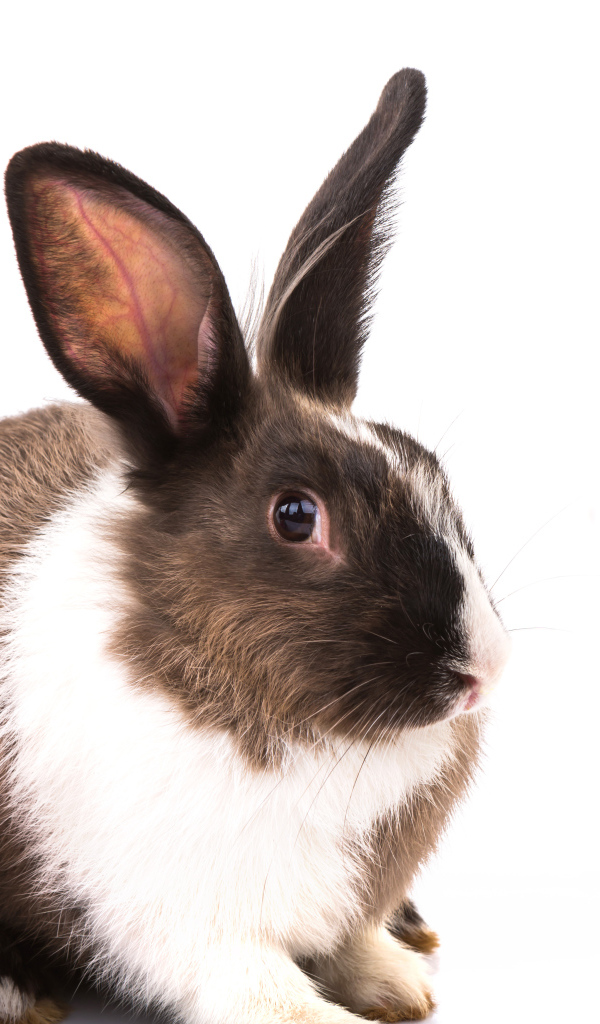 Большой кролик с крашеными яйцами на белом фоне