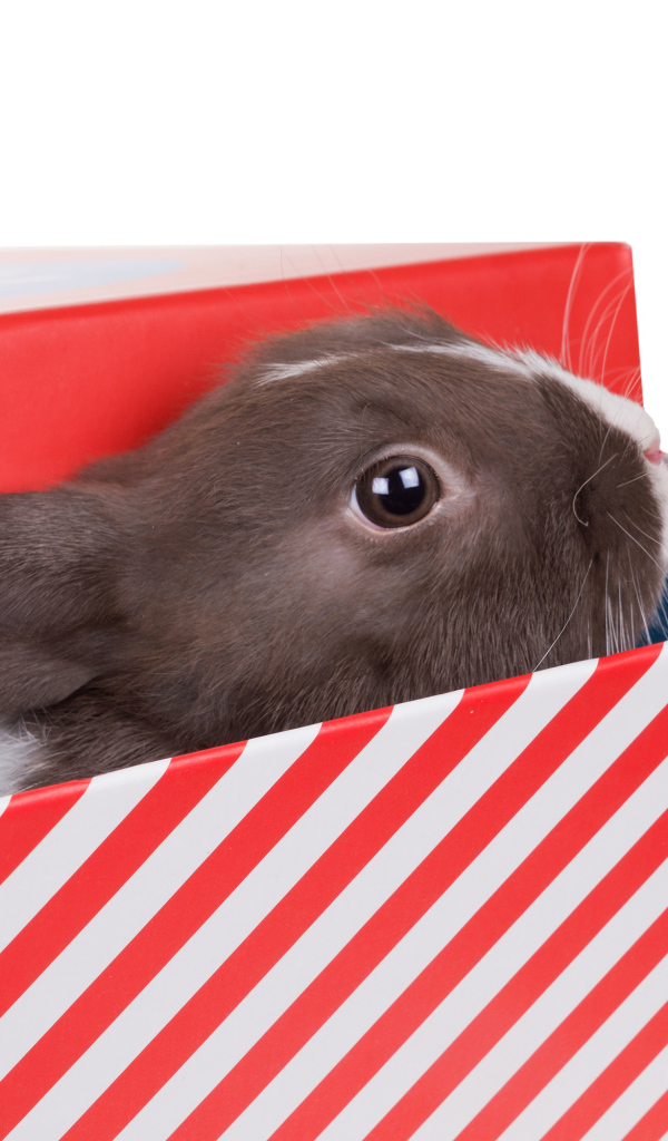 Декоративный кролик сидит в коробке на белом фоне