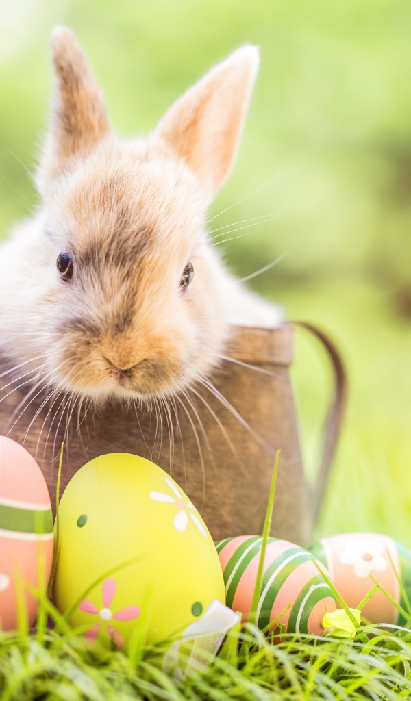 Декоративный кролик сидит в деревянной лейке с крашеными яйцами