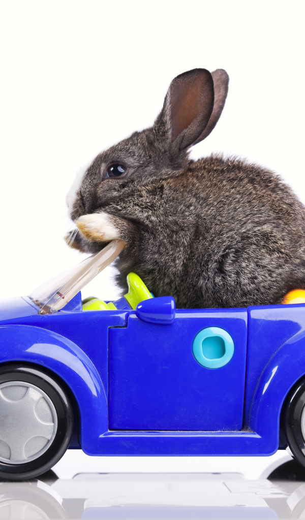 Серый декоративный кролик в игрушечной машинке на белом фоне