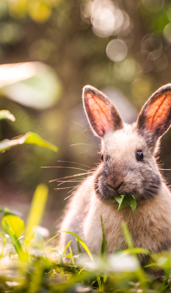 Серый кролик грызет зеленые листья 