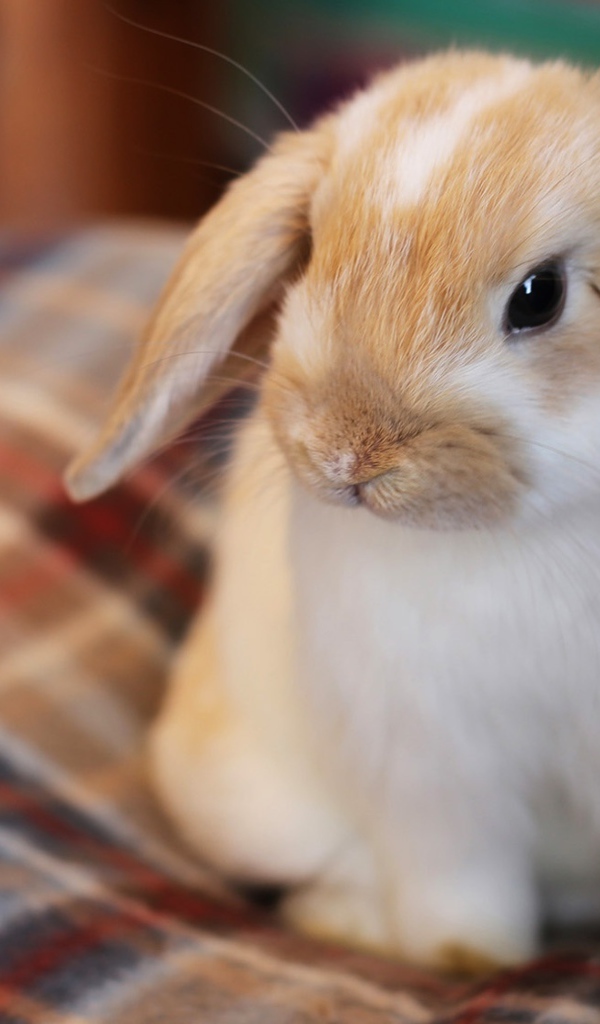 Маленький декоративный кролик сидит на кровати