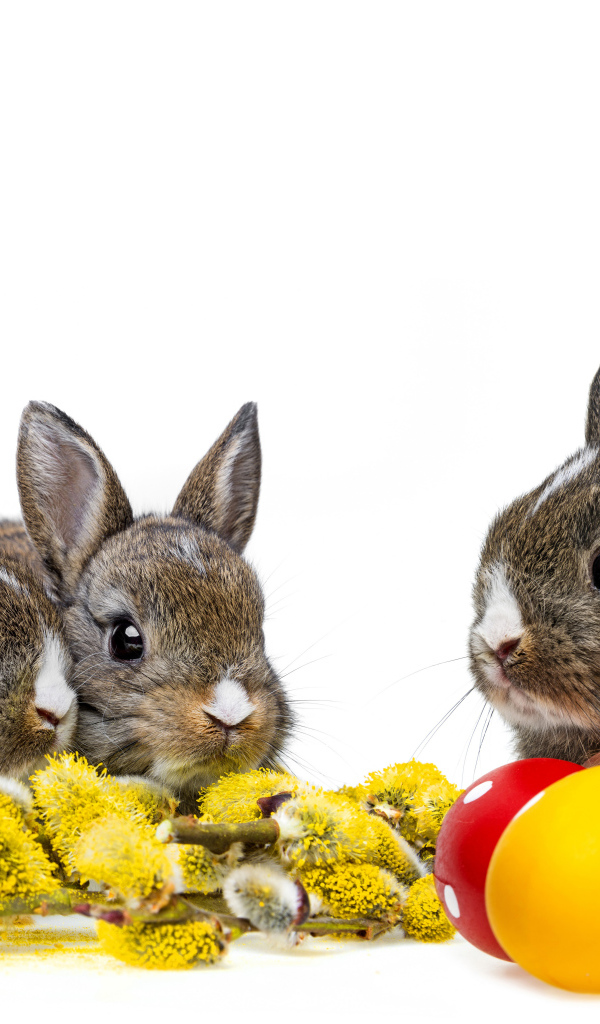Маленькие серые кролики с веткой вербы и крашеными яйцами на белом фоне