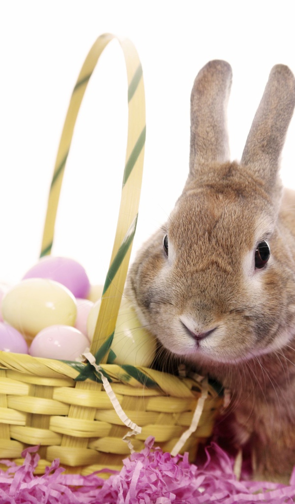 Rabbit with a basket of eggs on a white background