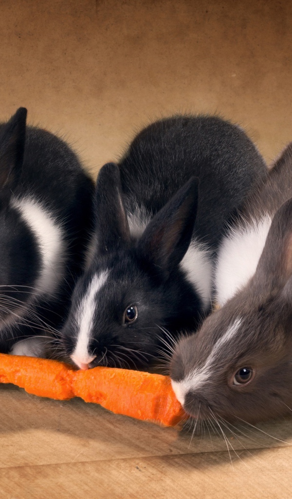 Три милых декоративных кролика грызут морковку