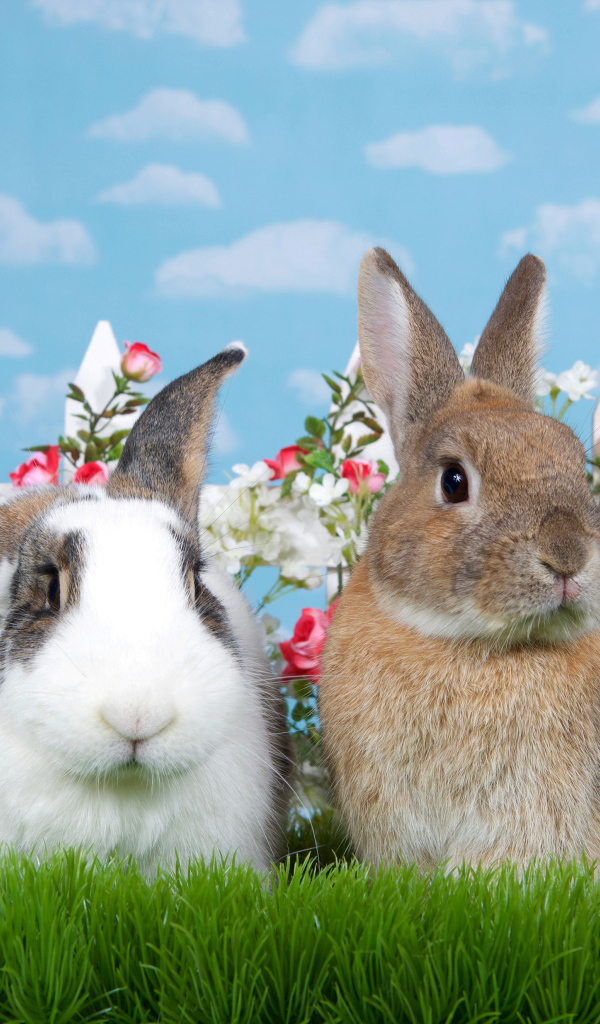 Два декоративных кролика на зеленой траве у забора 