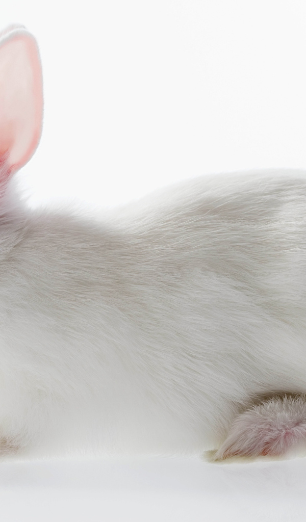 Белый кролик с красными глазами на белом фоне