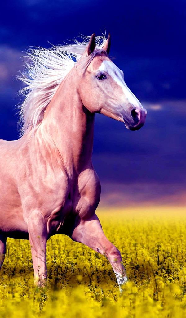 Красивая коричневая лошадь скачет по желтым цветам