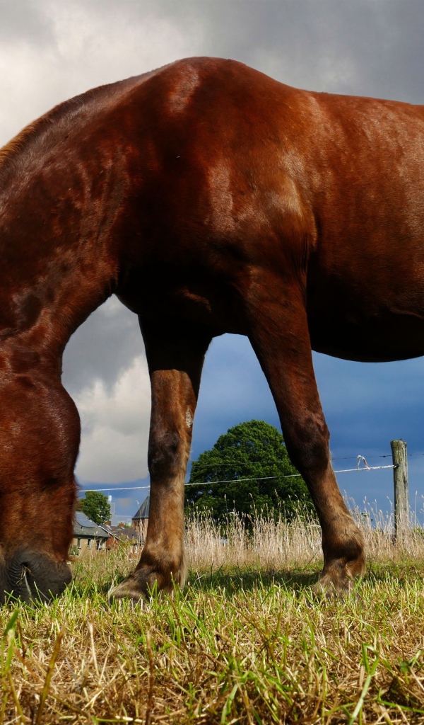 Коричневая лошадь пасется на ферме