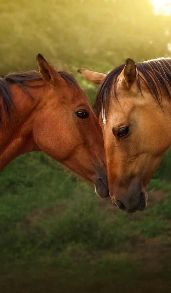 Пара красивых коричневых лошадей