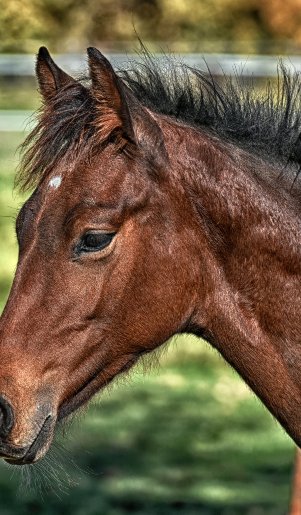 Большая коричневая лошадь крупным планом