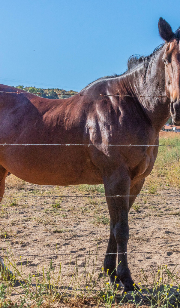 Большая коричневая лошадь на ферме