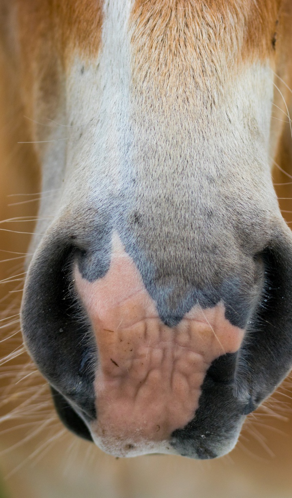 Нос большой коричневой лошади
