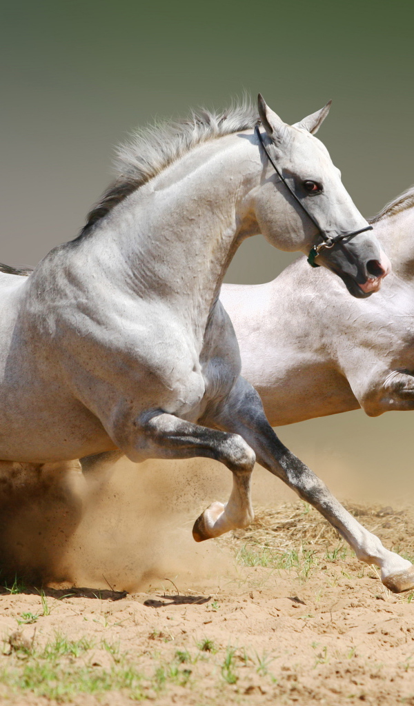 Две красивые белые лошади скачут по песку 