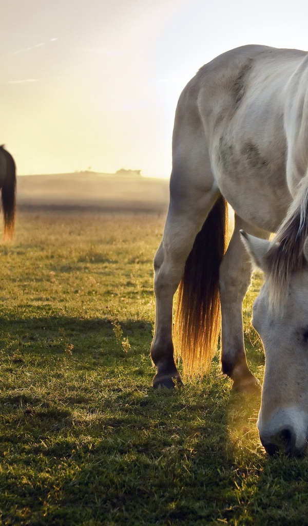 Две лошади пасутся на зеленой траве на рассвете 