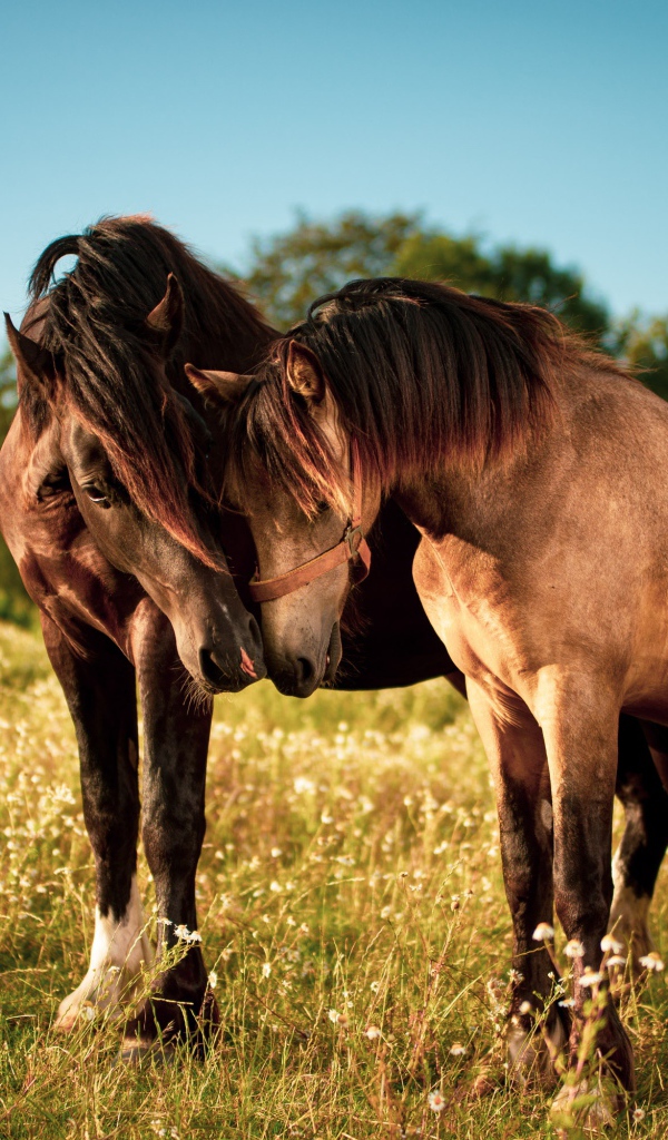 Две влюбленные лошади пасутся на зеленой траве