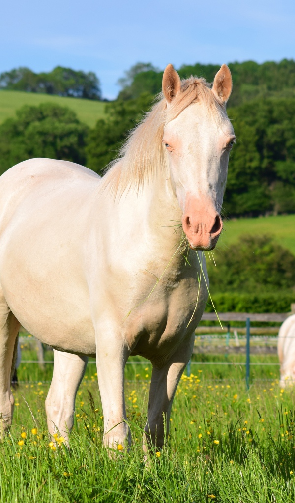 Белая лошадь пасется на ферме
