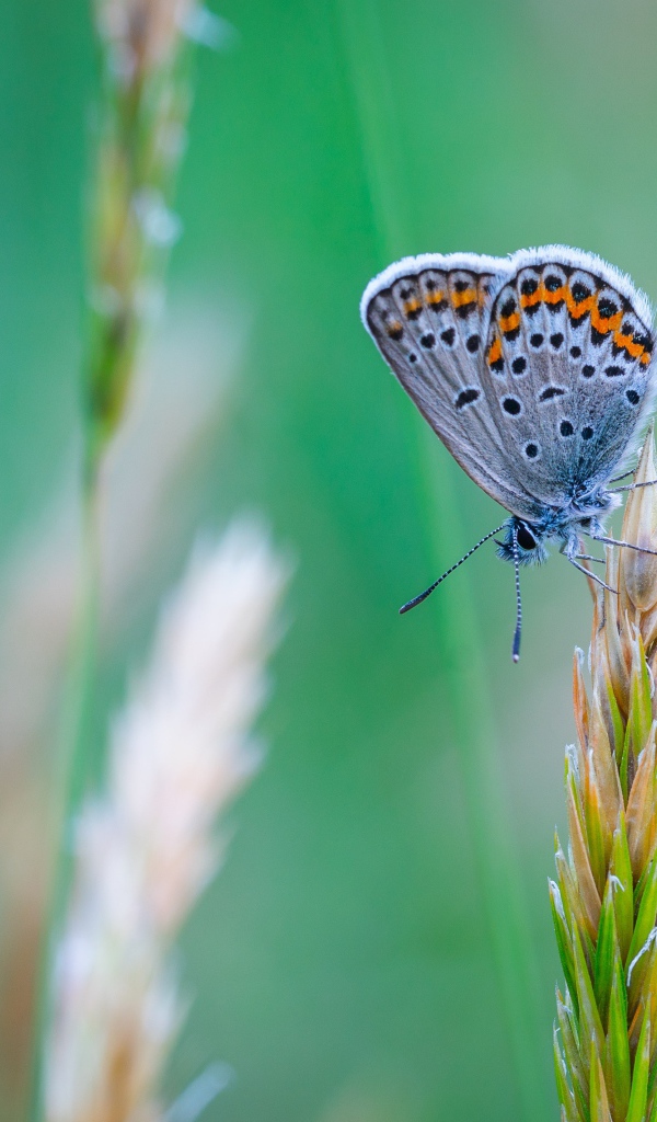Красивая голубая бабочка сидит на колоске