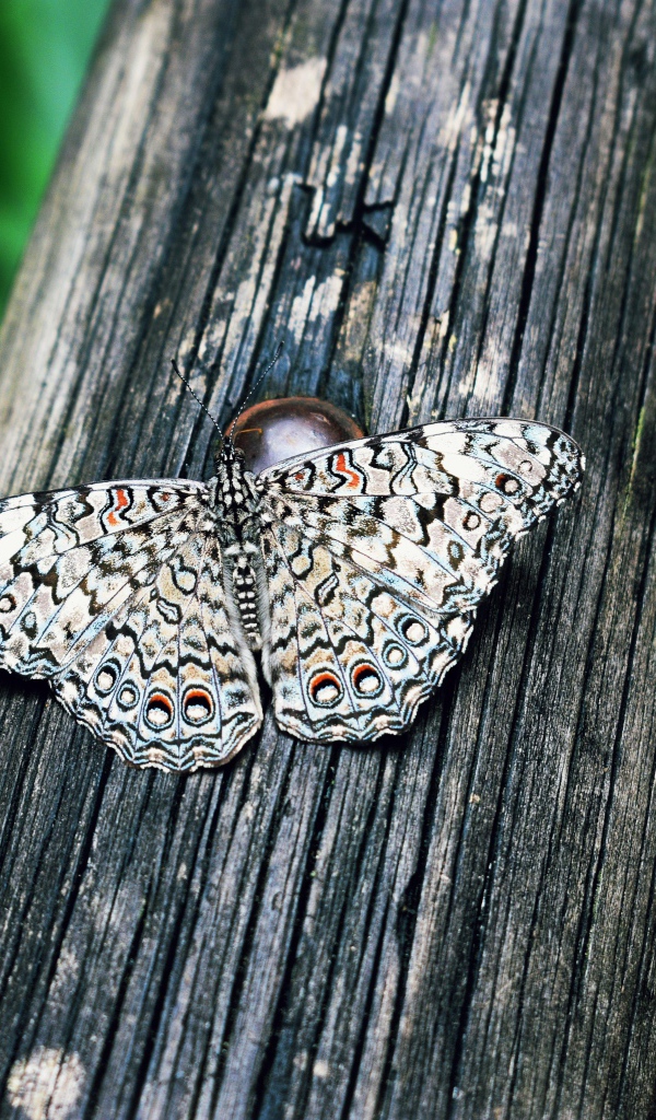 Красивая бабочка сидит на деревянном столбе