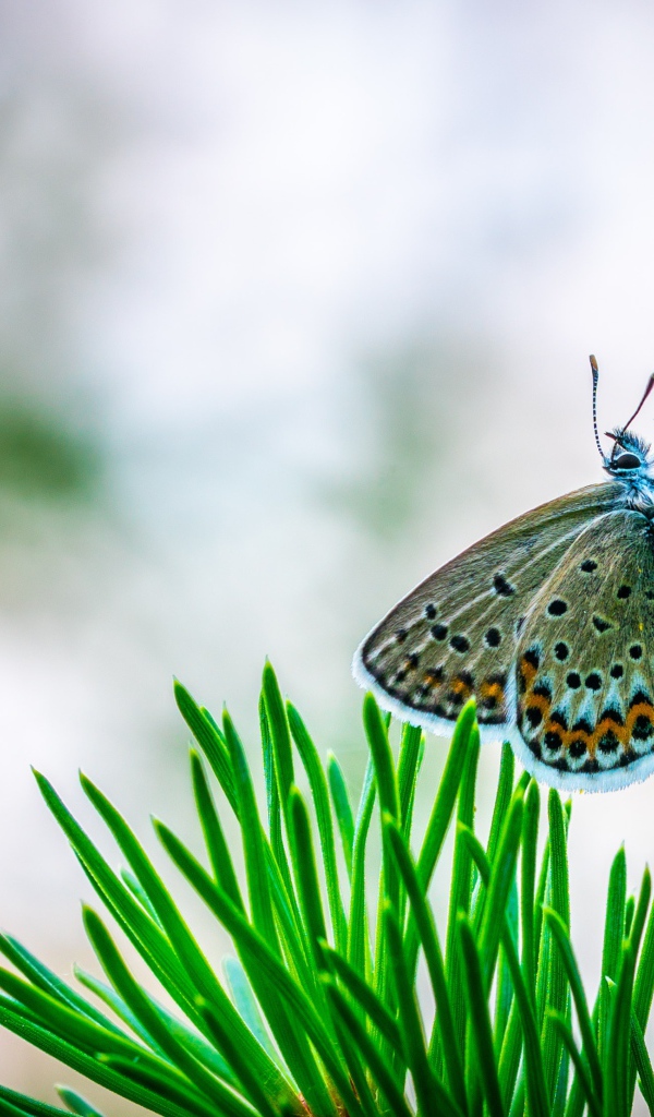 Бабочка сидит на зеленой ветке ели
