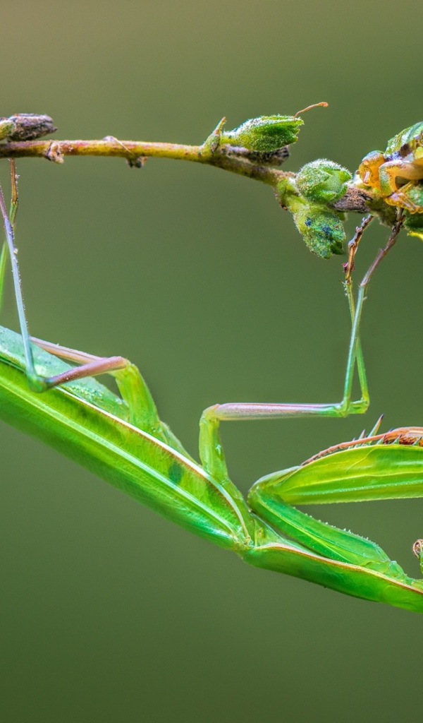 Зеленый богомол сидит на желтом цветке
