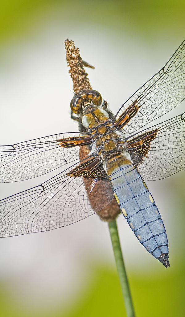 Большая стрекоза сидит на траве