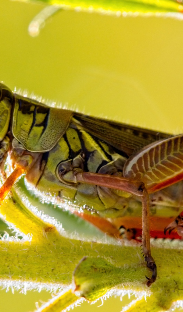 Большой кузнечик сидит на зеленой ветке