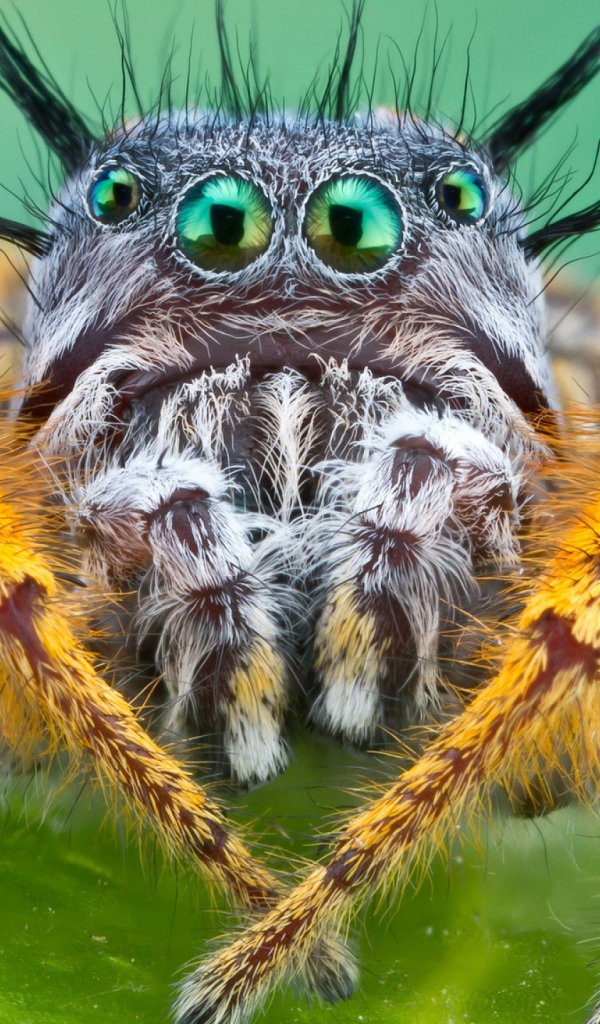 Паук Багира Киплинга крупным планом