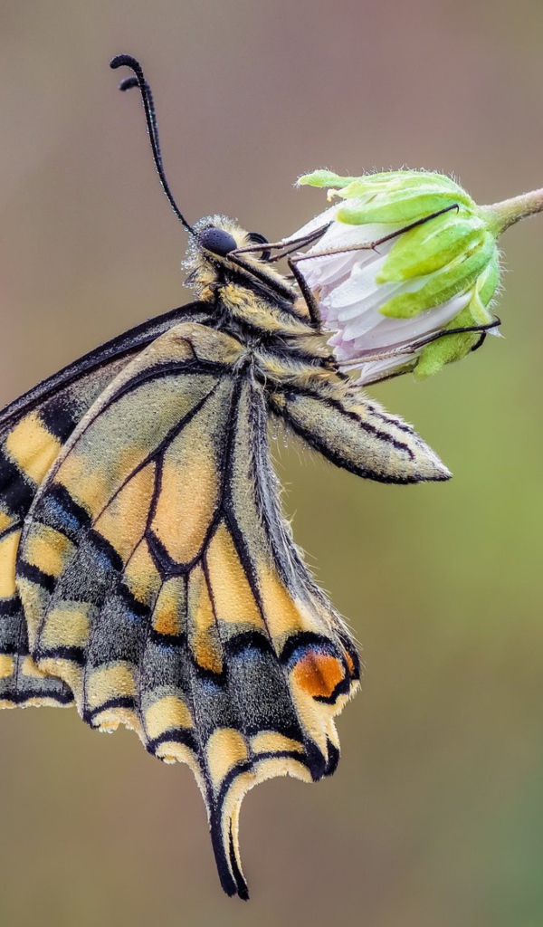 Красивая бабочка махаон сидит на цветке