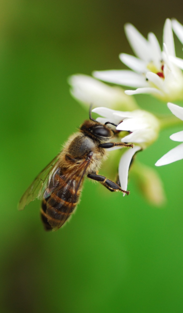 Пчела собирает нектар с белых цветов 