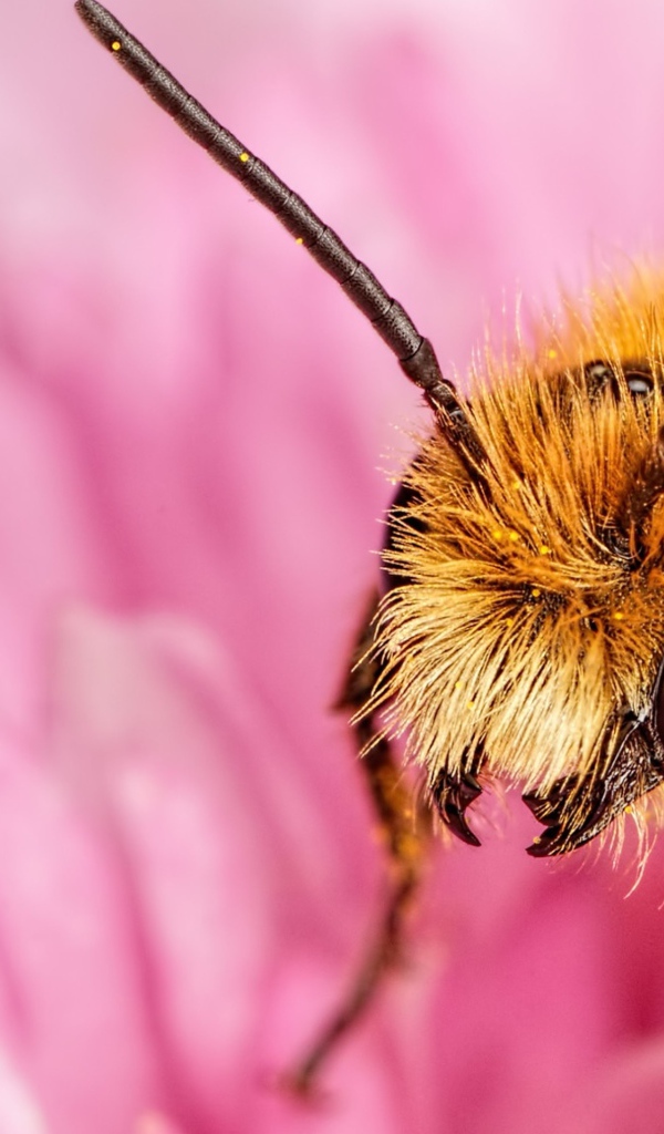 Пчела на розовом цветке крупным планом