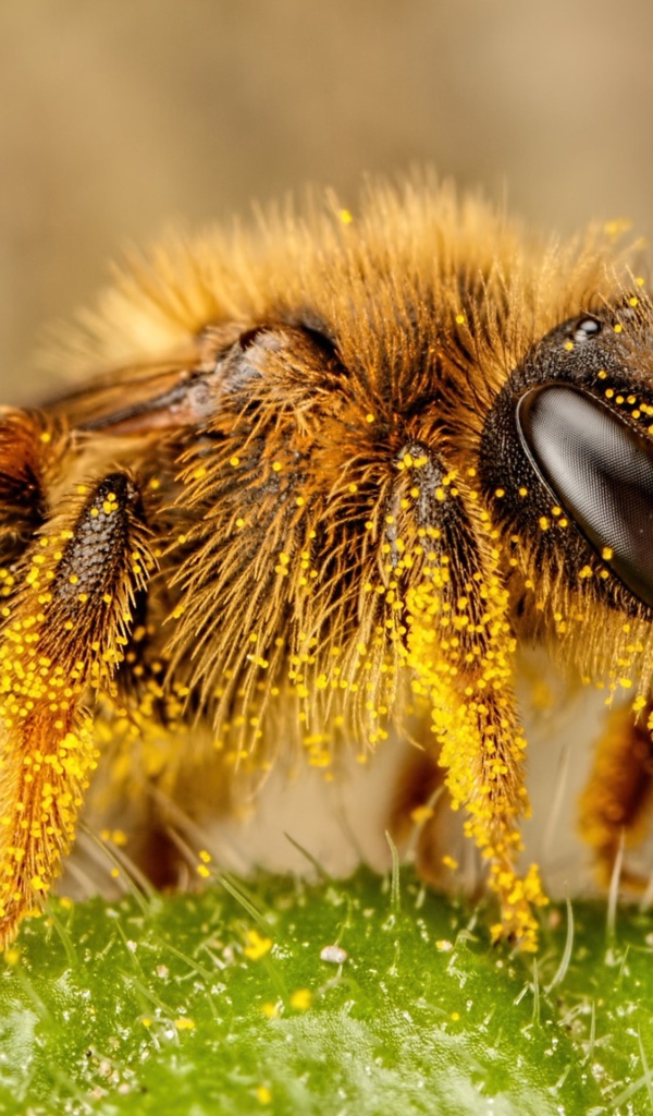 Пчела в пыльце крупным планом
