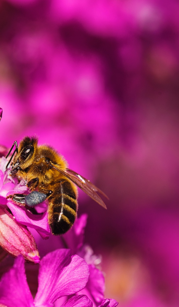 Пчела сидит на розовом цветке