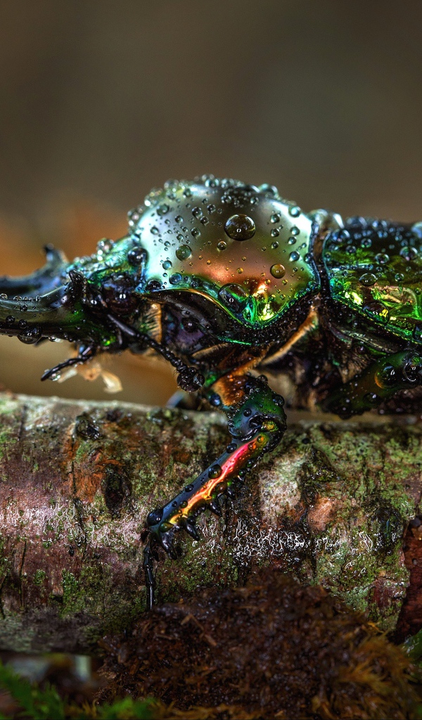 Жук олень в каплях росы на ветке дерева