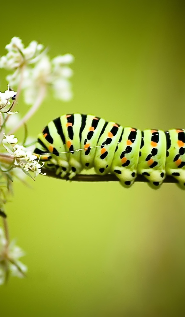 Большая гусеница на белом полевом цветке 