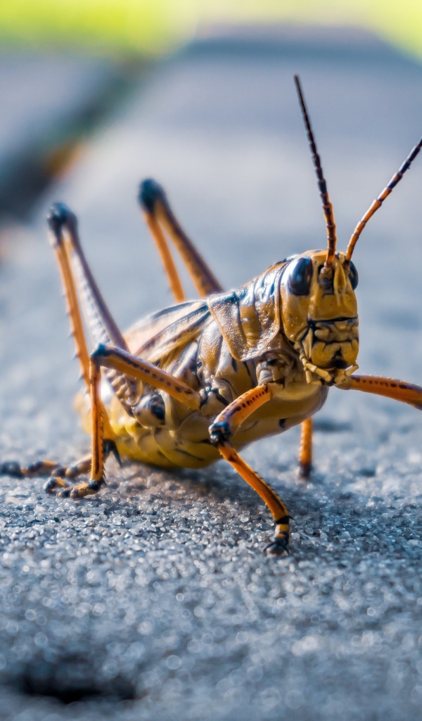 Большой кузнечик сидит на дороге
