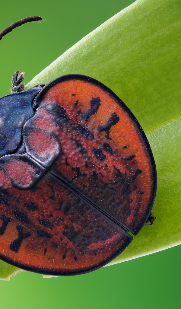 Большой красный клоп сидит на зеленой траве