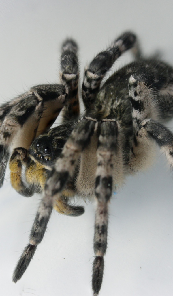 Большой паук на сером фоне крупным планом