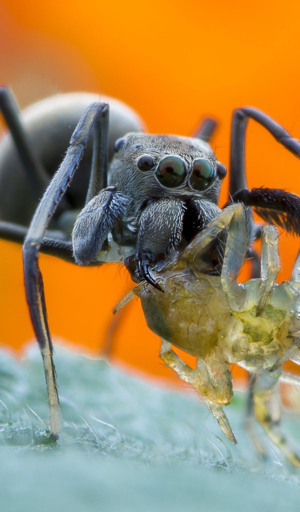 Большой паук с жертвой на листе крупным планом