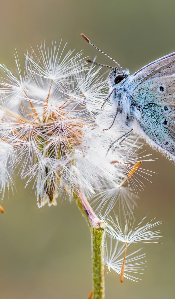 Голубая бабочка сидит на одуванчике