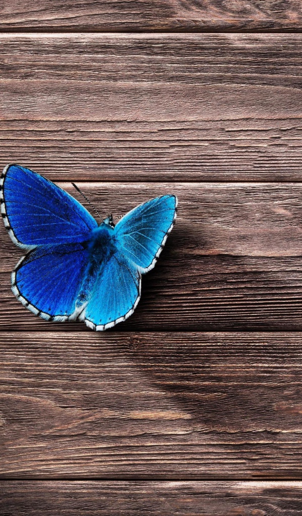 Голубая бабочка сидит на деревянной поверхности 