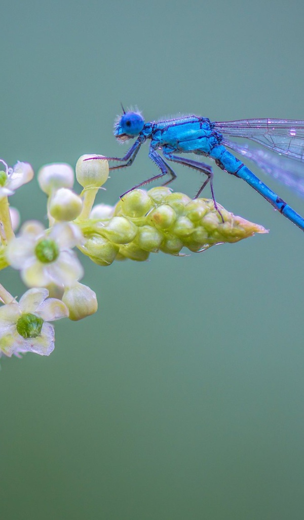 Голубая стрекоза сидит на цветке на сером фоне