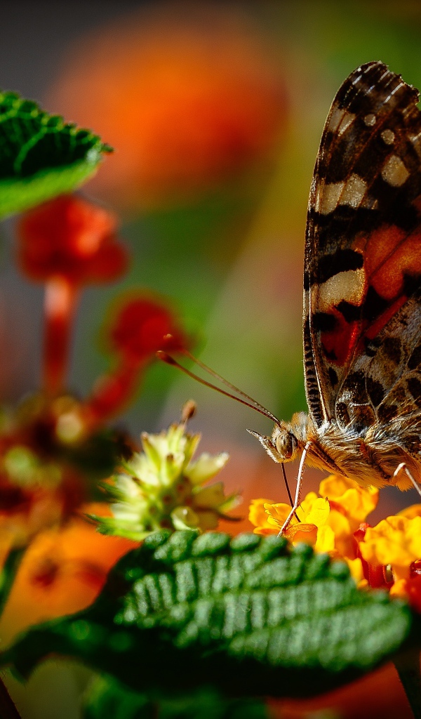 Коричневая бабочка сидит на оранжевом цветке
